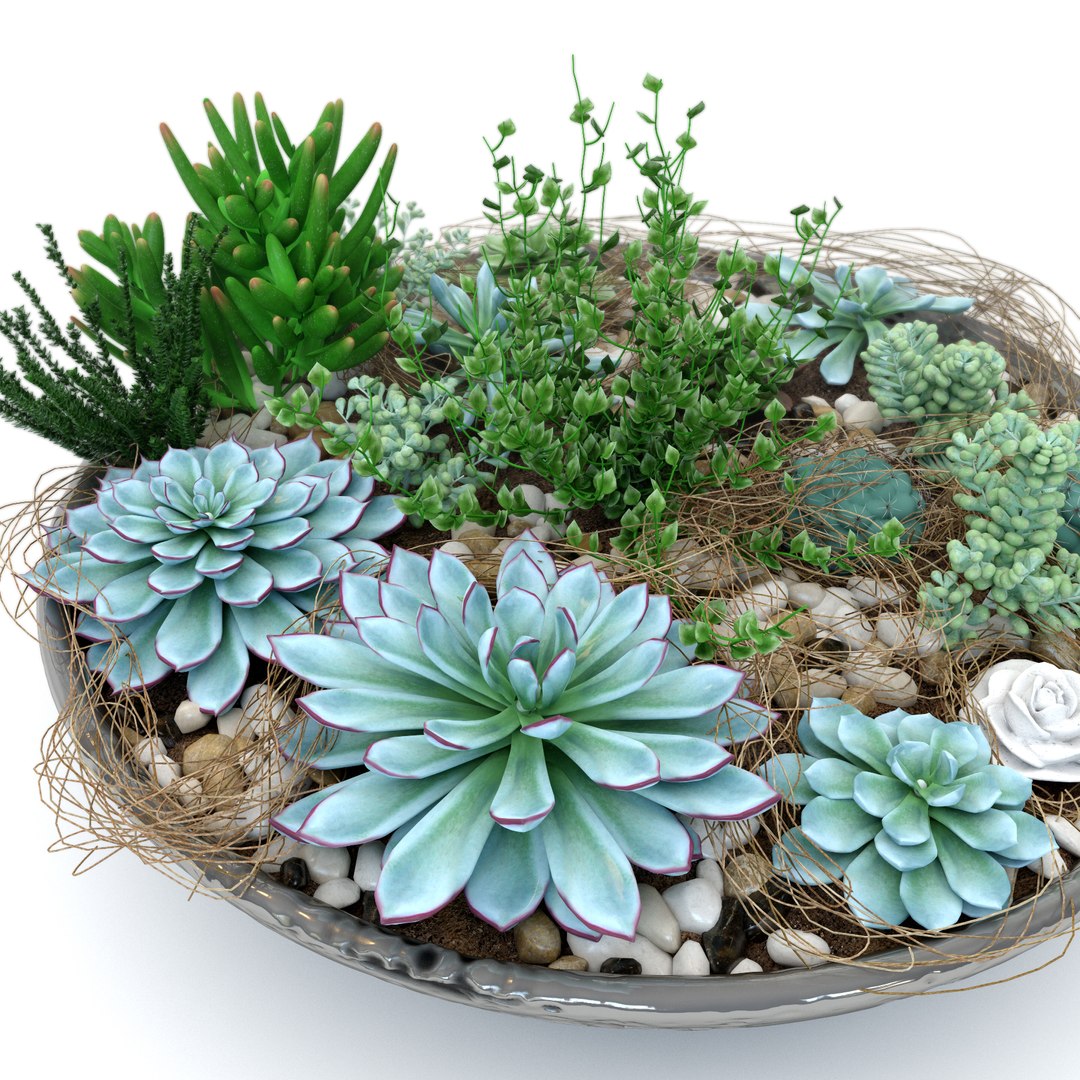 Composition Plant Succulents Max