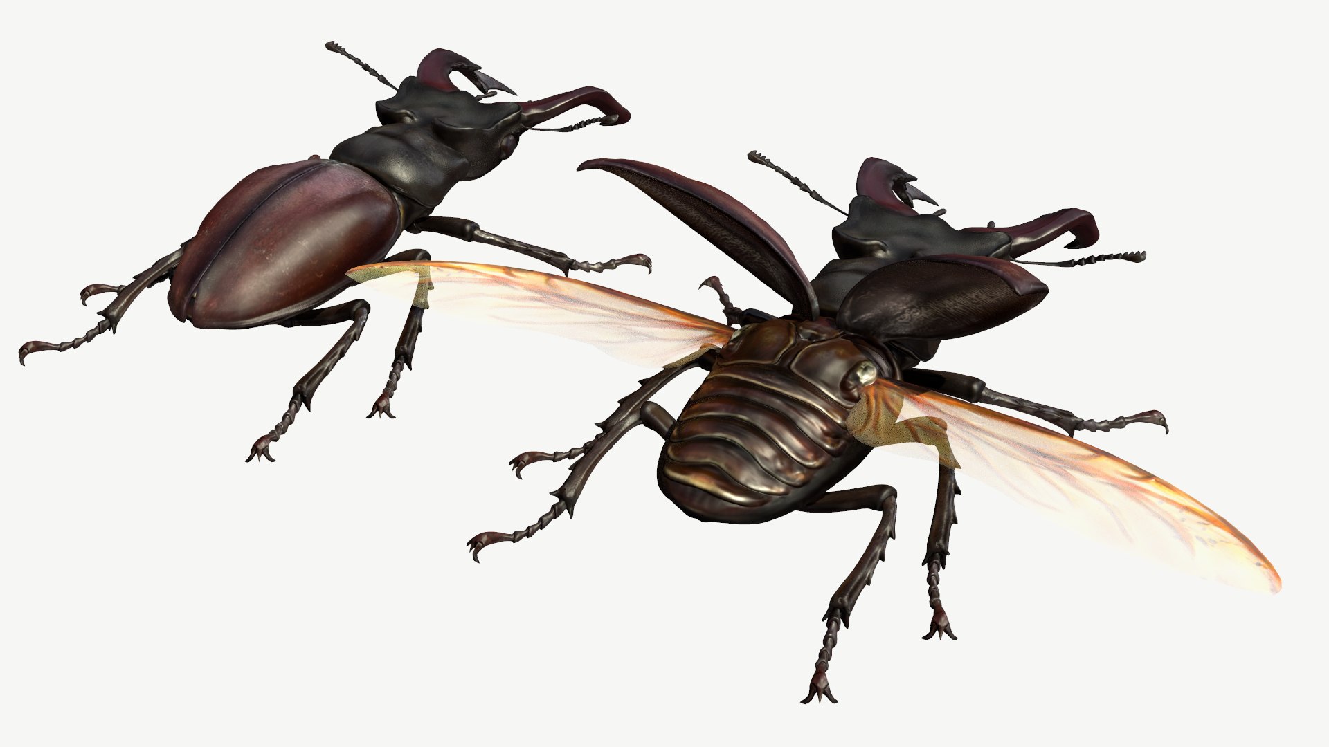 3d obj stag beetle lucanus cervus https://p.turbosquid.com/ts-thumb/xe/agU21u/6k/4/png/1614233919/1920x1080/fit_q87/c11e12fb1463ab6005d17789f0ed77ac550afc9e/4.jpg