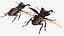사슴 벌레 (Lucanus Cervus)