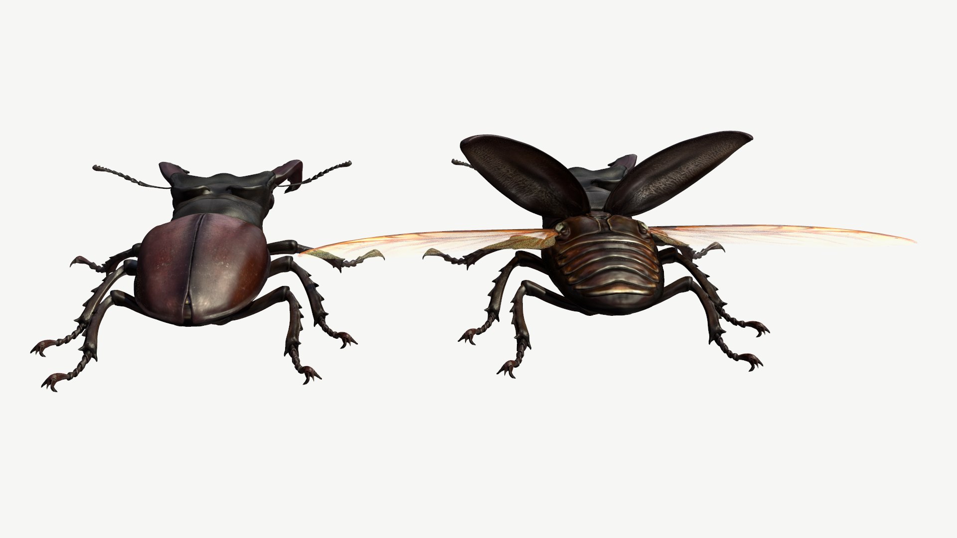 3d obj stag beetle lucanus cervus https://p.turbosquid.com/ts-thumb/xe/agU21u/Cv/5/png/1614233914/1920x1080/fit_q87/757799d7893c975def7f78c819b7d30adbd5d3ad/5.jpg