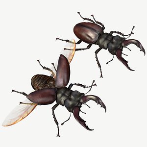 3d obj stag beetle lucanus cervus
