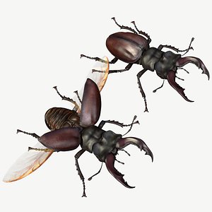 Stag Beetle Lucanus Cervus