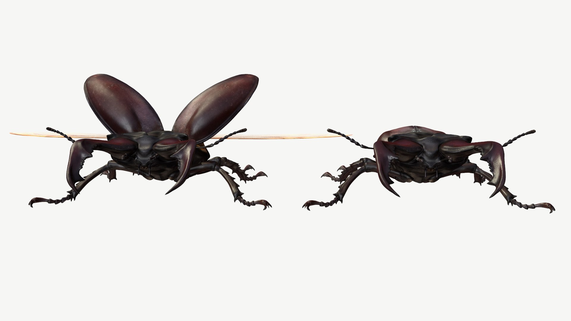 3d obj stag beetle lucanus cervus https://p.turbosquid.com/ts-thumb/xe/agU21u/Gw/7/png/1614233915/1920x1080/fit_q87/0f67b3c944e1748d51d3acdcc8fb20609a103a5f/7.jpg