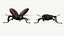 사슴 벌레 (Lucanus Cervus)