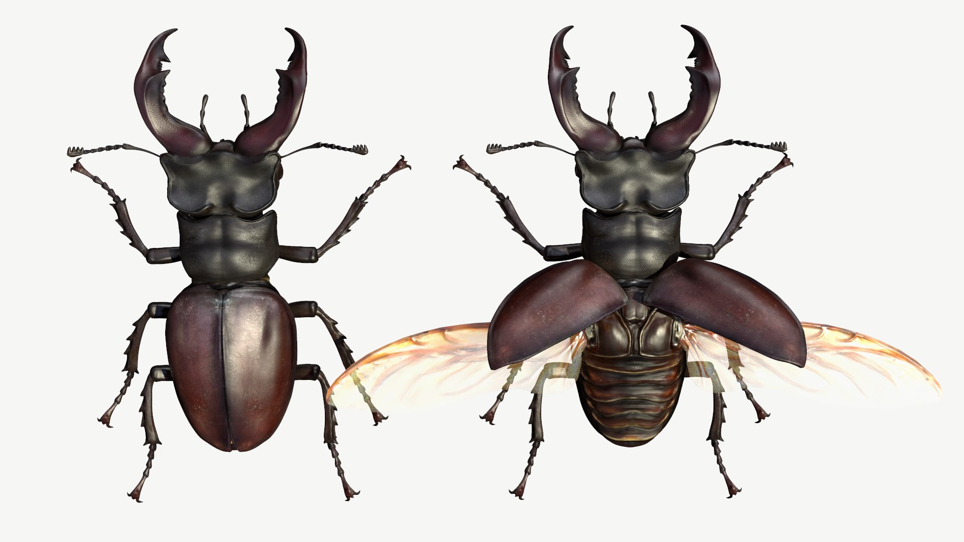 3d obj stag beetle lucanus cervus https://p.turbosquid.com/ts-thumb/xe/agU21u/cT/6/png/1614233920/1920x1080/fit_q87/9aa9effd783fc8421f2c9d77b014b12a1c0b3adb/6.jpg