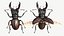 사슴 벌레 (Lucanus Cervus)
