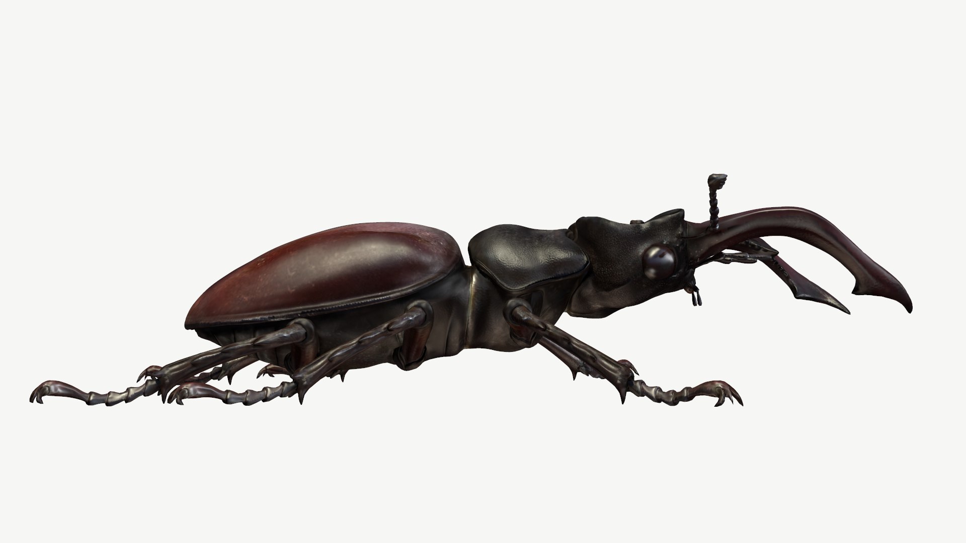 3d obj stag beetle lucanus cervus https://p.turbosquid.com/ts-thumb/xe/agU21u/dB/3/png/1614233914/1920x1080/fit_q87/c23a3db6b1414ba324556fbee5fab6a9fda2f598/3.jpg