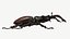 사슴 벌레 (Lucanus Cervus)