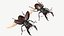 사슴 벌레 (Lucanus Cervus)