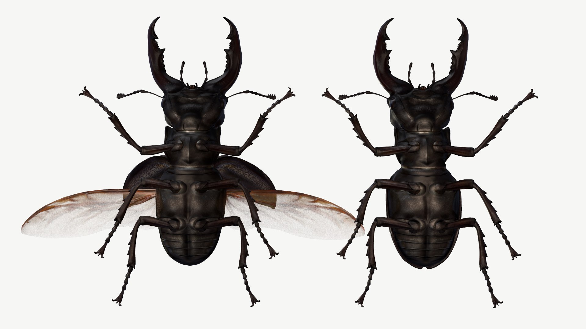 3d obj stag beetle lucanus cervus https://p.turbosquid.com/ts-thumb/xe/agU21u/ki/8/png/1614233919/1920x1080/fit_q87/3687186a0a35bba3d1bffc6cf2f266204959f3bf/8.jpg