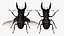 사슴 벌레 (Lucanus Cervus)