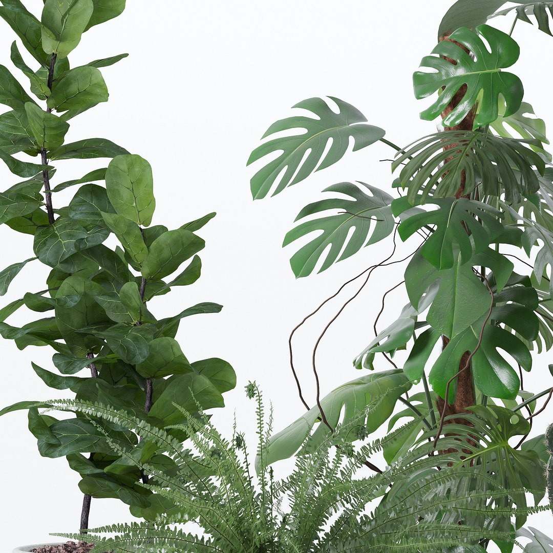 Plants collection 118 3D https://p.turbosquid.com/ts-thumb/xe/bGaYZn/8P/b/jpg/1663230228/1920x1080/fit_q87/893f2c854c7fcb284294e1326b7da3dc5ca425e2/b.jpg