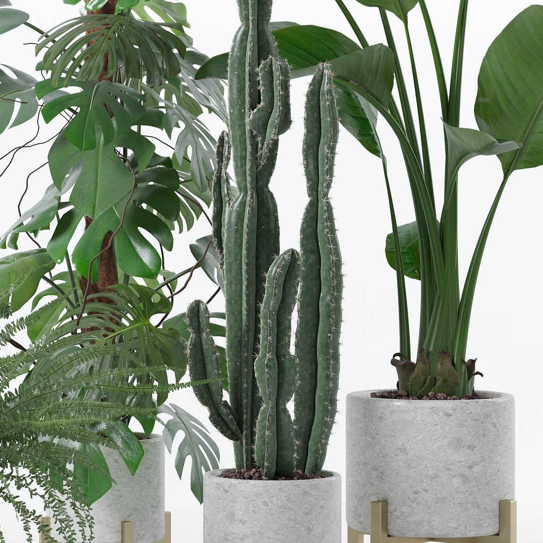 Plants collection 118 3D https://p.turbosquid.com/ts-thumb/xe/bGaYZn/Gu/a/jpg/1663230227/1920x1080/fit_q87/98413caac3129407c9de8fb5461a073484373169/a.jpg