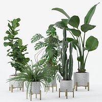 5 Modern Interior Plants Collection Ficus Monstera Cactus Strelitzia