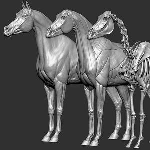 Arabian Horse Textured VFX MUSCLE SIMULATION 3D model