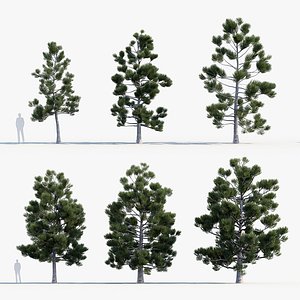 3D Araucaria cunninghamii Hoop Pine
