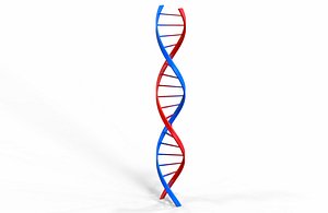 3D dna molecule model