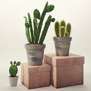 Cactus set
