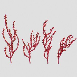 Red Grape Caulerpa single SET 3D model