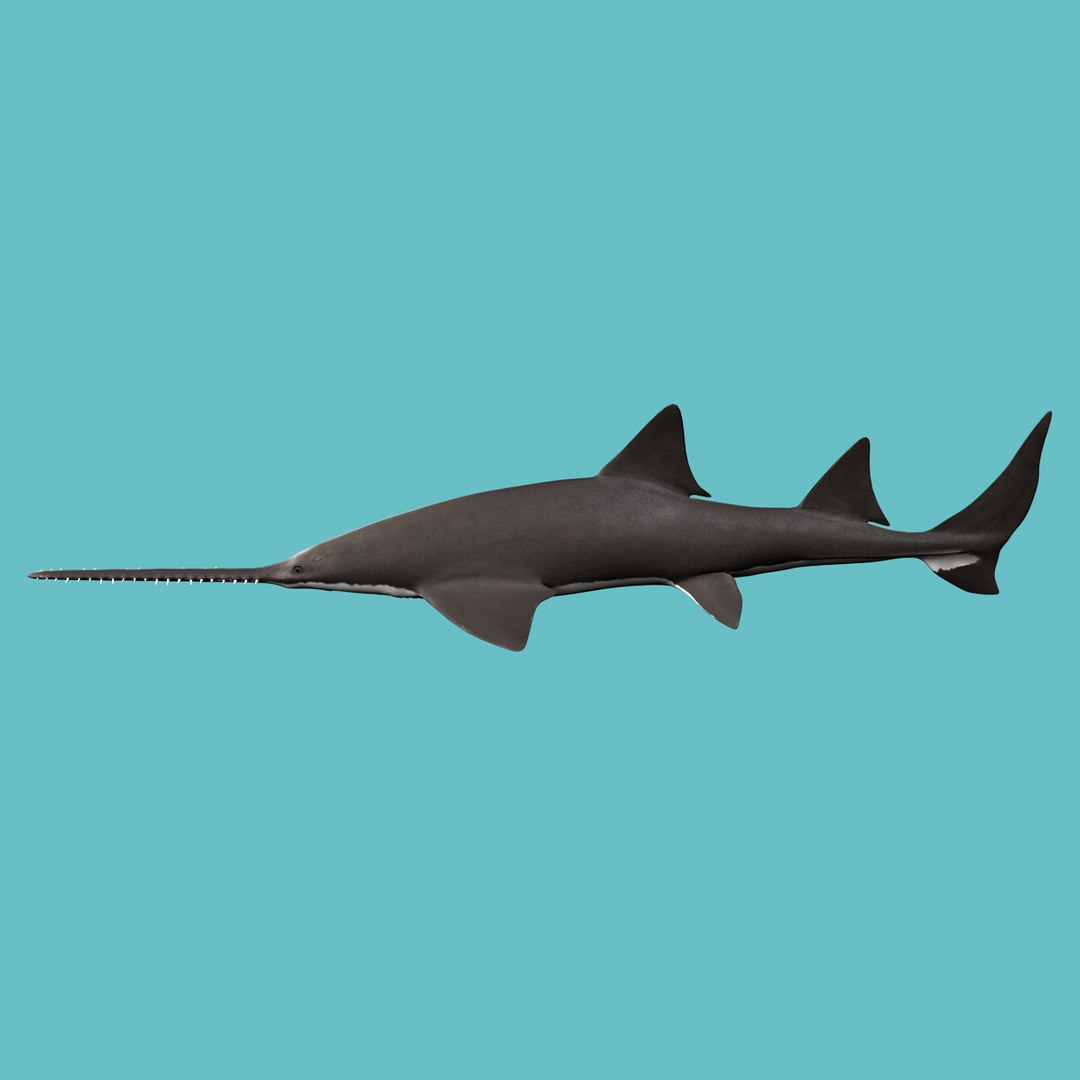 Sawfish Fish 3d Max