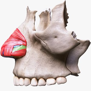 3D Nasal Human Anatomy Structure