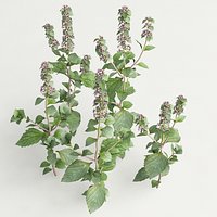 peppermint mint mentha piperita