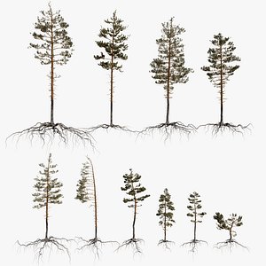 pine tree packed 3D model