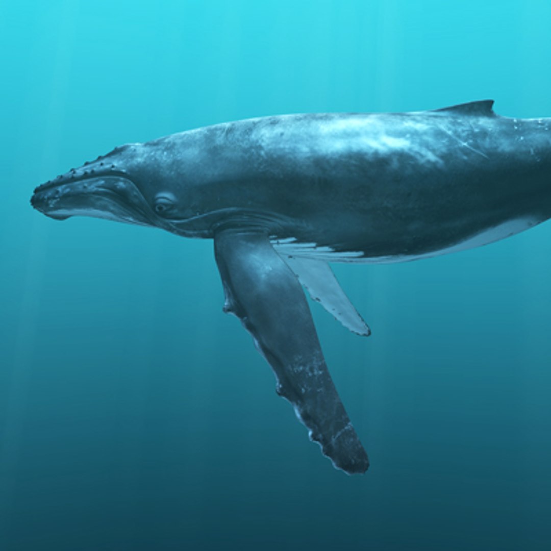 animal 2 3d obj https://p.turbosquid.com/ts-thumb/xf/vYuVfE/T87sE9Ot/hump/jpg/1246743089/1920x1080/fit_q87/60189f55b7449fd8a38f009b864b286412b497ca/hump.jpg