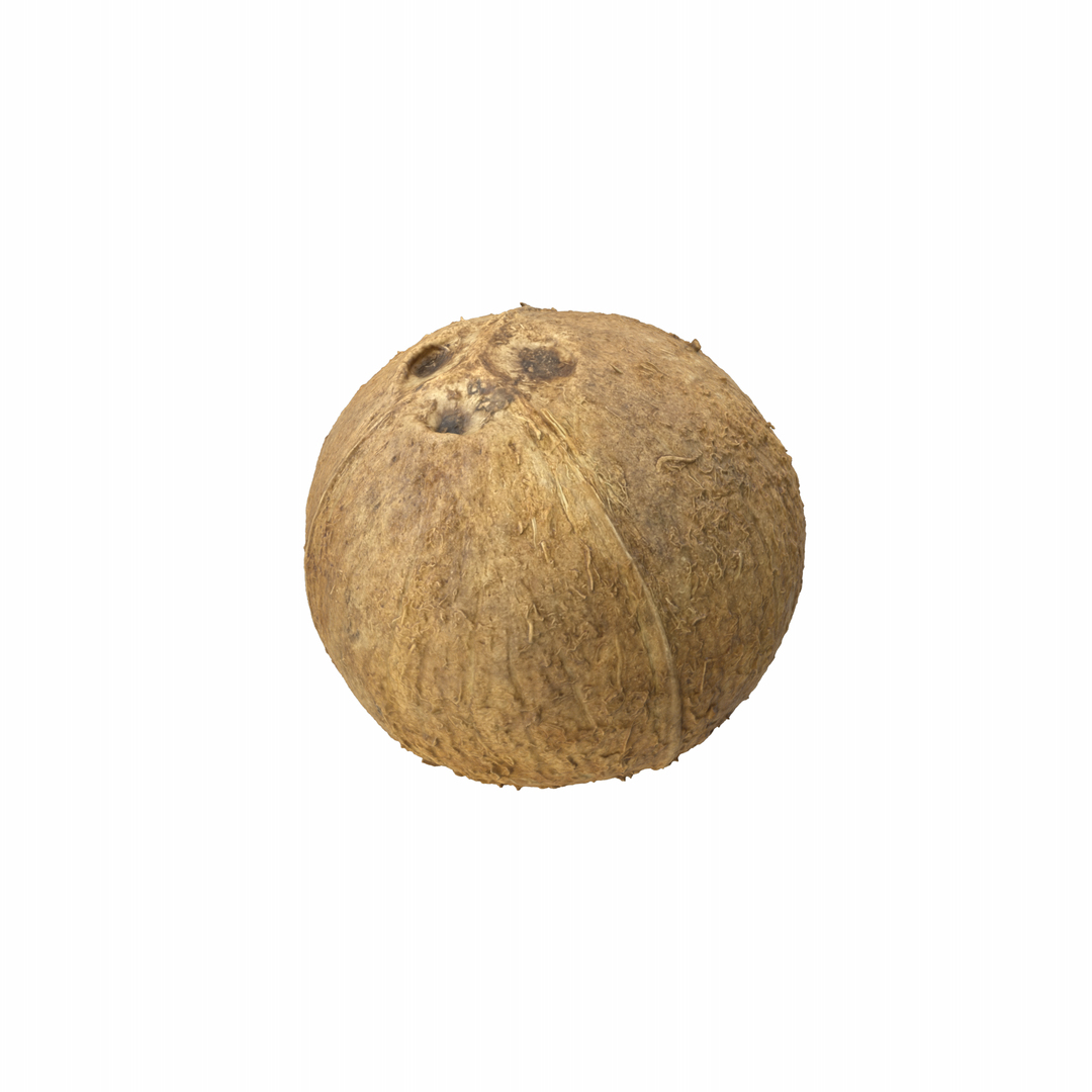 Coconut Model - TurboSquid 2349480