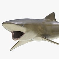 Sicklefin Lemon Shark Pose 2