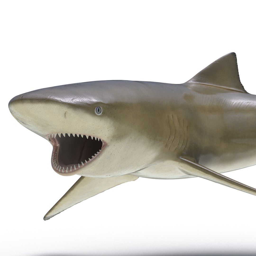 Sicklefin Lemon Shark Pose 2 3D model preview