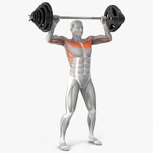 3D Male Muscular System Shoulder Press Animated Rigged for Cinema 4D