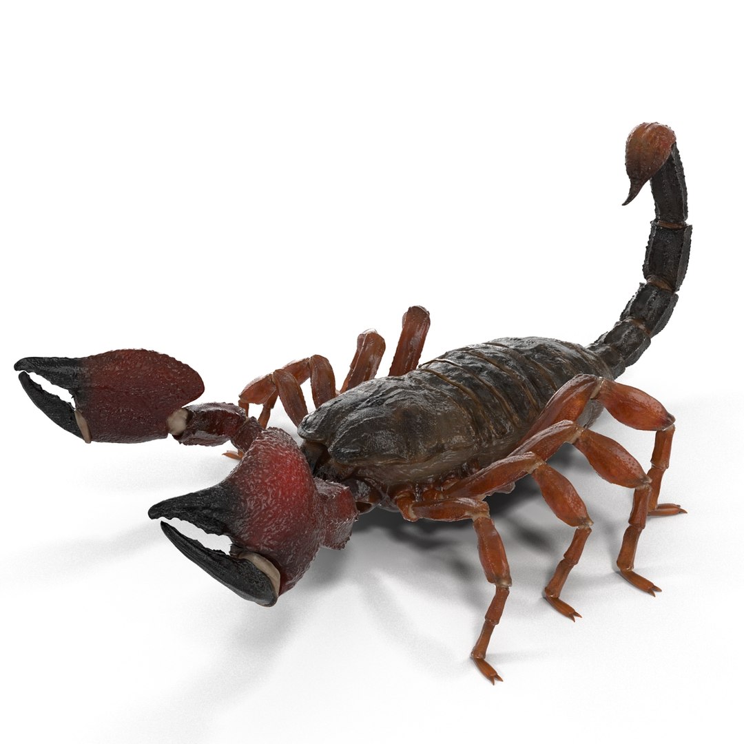3d model scorpion rigged https://p.turbosquid.com/ts-thumb/xg/MTfmhh/2fKc00uk/scorpionriggedcinema4d3dmodel05/jpg/1481468708/1920x1080/fit_q87/f4122467fad9783d71a033447d41c3862eb368b1/scorpionriggedcinema4d3dmodel05.jpg