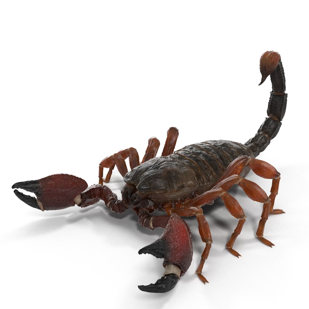 3d model scorpion rigged https://p.turbosquid.com/ts-thumb/xg/MTfmhh/BZ6pbmcF/scorpionriggedcinema4d3dmodel04/jpg/1481468708/1920x1080/fit_q87/065a5615c97ae732196eae5663a05510d2307c94/scorpionriggedcinema4d3dmodel04.jpg