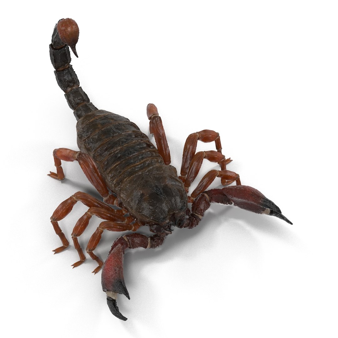 3d model scorpion rigged https://p.turbosquid.com/ts-thumb/xg/MTfmhh/FUE4B1v3/scorpionriggedcinema4d3dmodel14/jpg/1481468708/1920x1080/fit_q87/160803e07b4c6af2ca0b9eb80bc7eb4d90de2203/scorpionriggedcinema4d3dmodel14.jpg