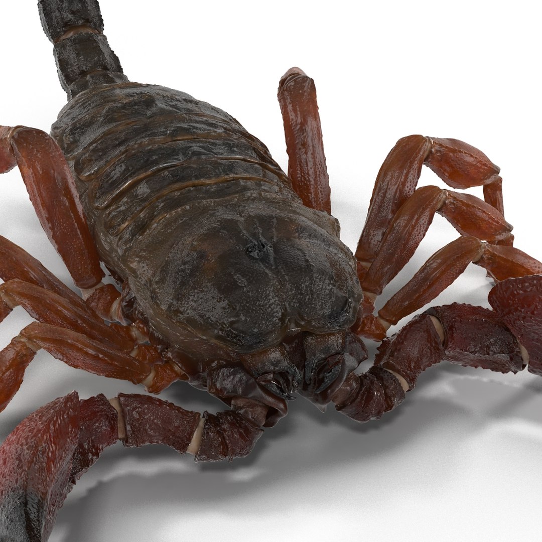 3d model scorpion rigged https://p.turbosquid.com/ts-thumb/xg/MTfmhh/Ml2blsq2/scorpionriggedcinema4d3dmodel22/jpg/1481468709/1920x1080/fit_q87/f2dddb18f34d53f5230b0cad1e0776bd0886c1eb/scorpionriggedcinema4d3dmodel22.jpg