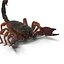 Scorpion Rigged Cinema 4D