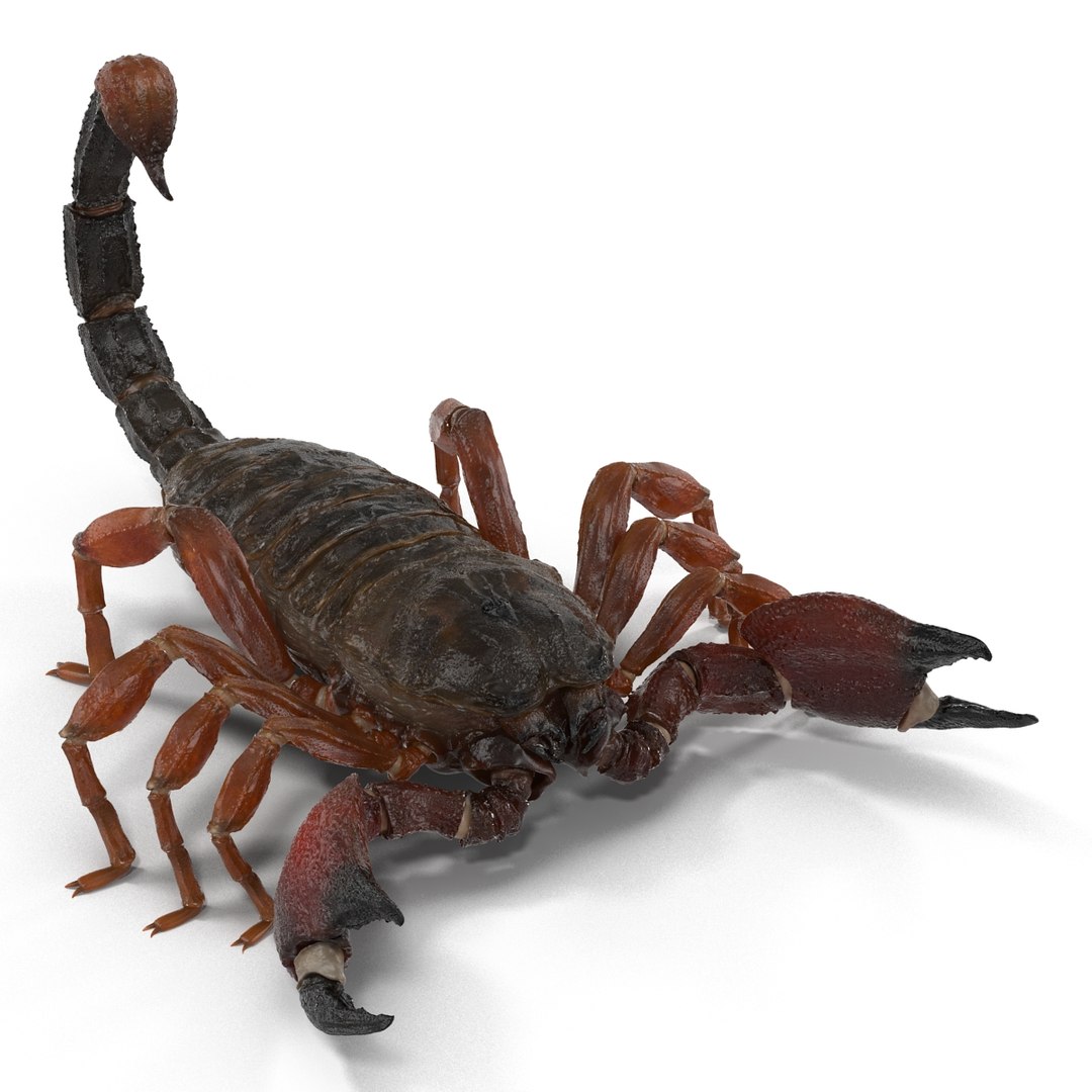 3d model scorpion rigged https://p.turbosquid.com/ts-thumb/xg/MTfmhh/QhAzwCGH/scorpionriggedcinema4d3dmodel02/jpg/1481468708/1920x1080/fit_q87/baadc2a41a91512fc12a1f3cf3d7a2c41f5e16a0/scorpionriggedcinema4d3dmodel02.jpg