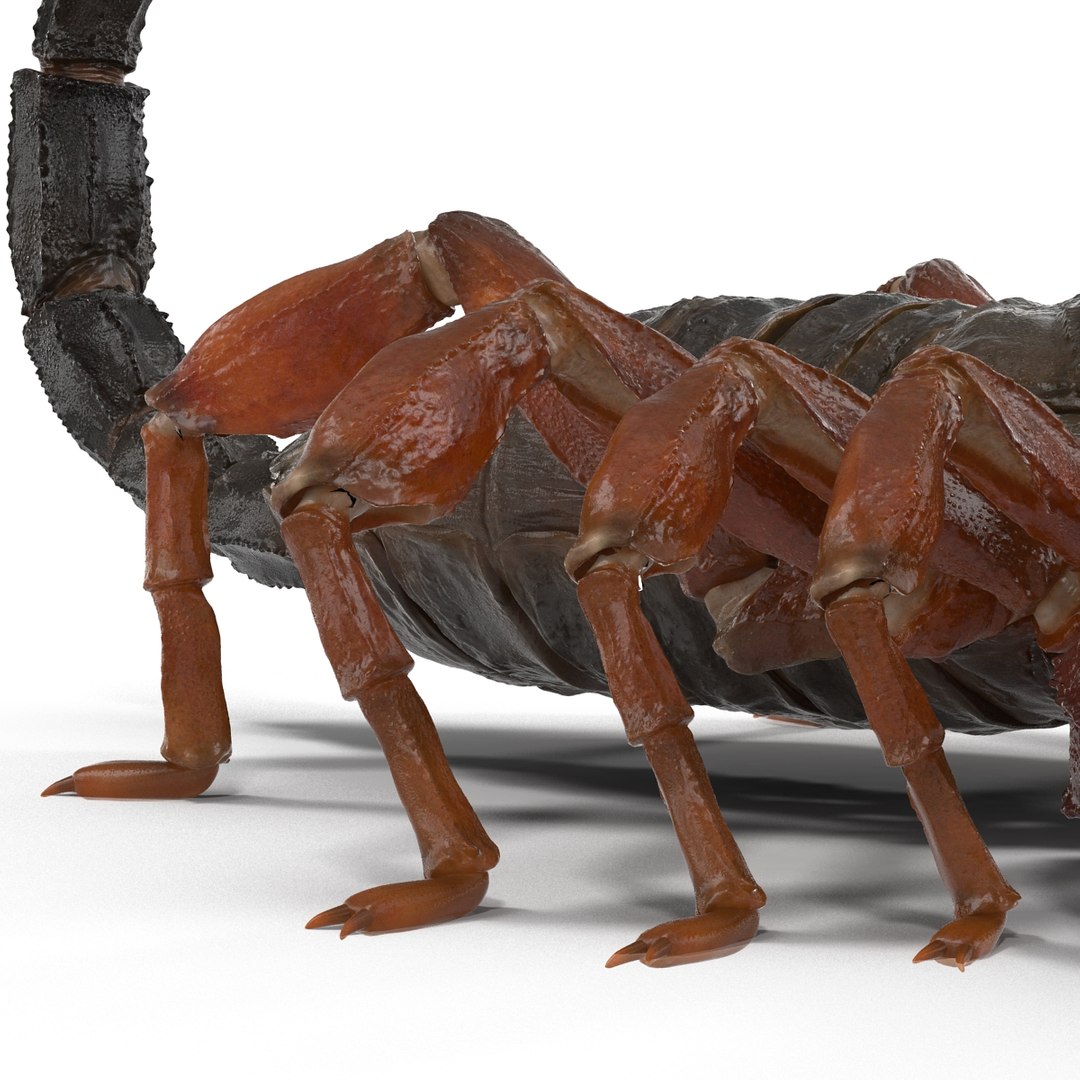 3d model scorpion rigged https://p.turbosquid.com/ts-thumb/xg/MTfmhh/XxwdXXvi/scorpionriggedcinema4d3dmodel30/jpg/1481468709/1920x1080/fit_q87/f5cba41e036d2e89548c07fdc69a6c41f7a2ac24/scorpionriggedcinema4d3dmodel30.jpg