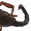 Scorpion Rigged Cinema 4D
