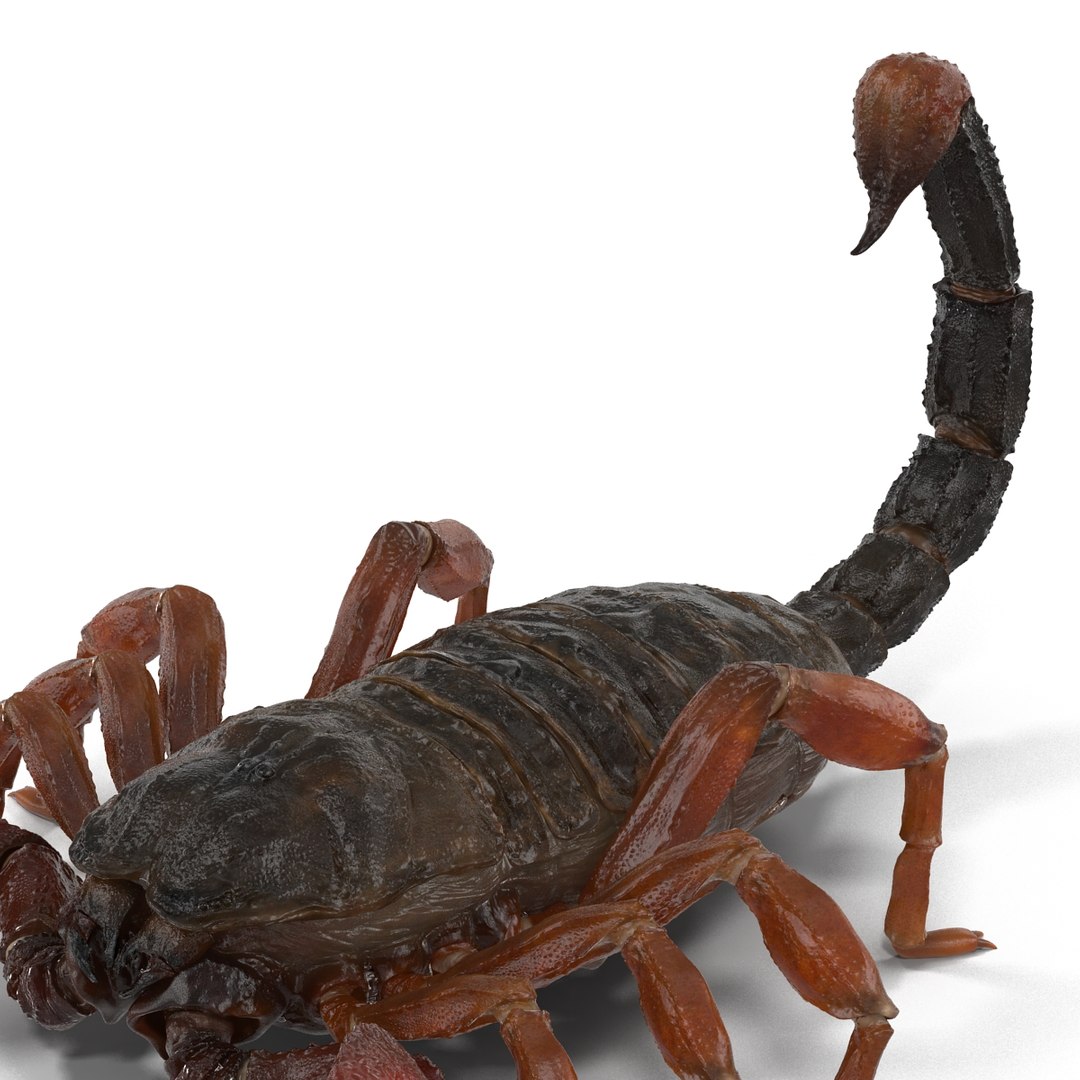 3d model scorpion rigged https://p.turbosquid.com/ts-thumb/xg/MTfmhh/ZpuH1Vas/scorpionriggedcinema4d3dmodel26/jpg/1481468709/1920x1080/fit_q87/15ebb802f9fccb8441227a90f6dccb4bfb108d52/scorpionriggedcinema4d3dmodel26.jpg