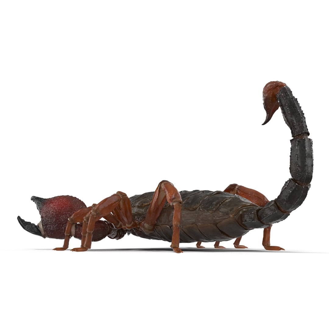3d model scorpion rigged https://p.turbosquid.com/ts-thumb/xg/MTfmhh/d2Rd2x43/scorpionriggedcinema4d3dmodel19/jpg/1481468708/1920x1080/fit_q87/725e52feef322803721cc1d6959aa65e73c942b9/scorpionriggedcinema4d3dmodel19.jpg