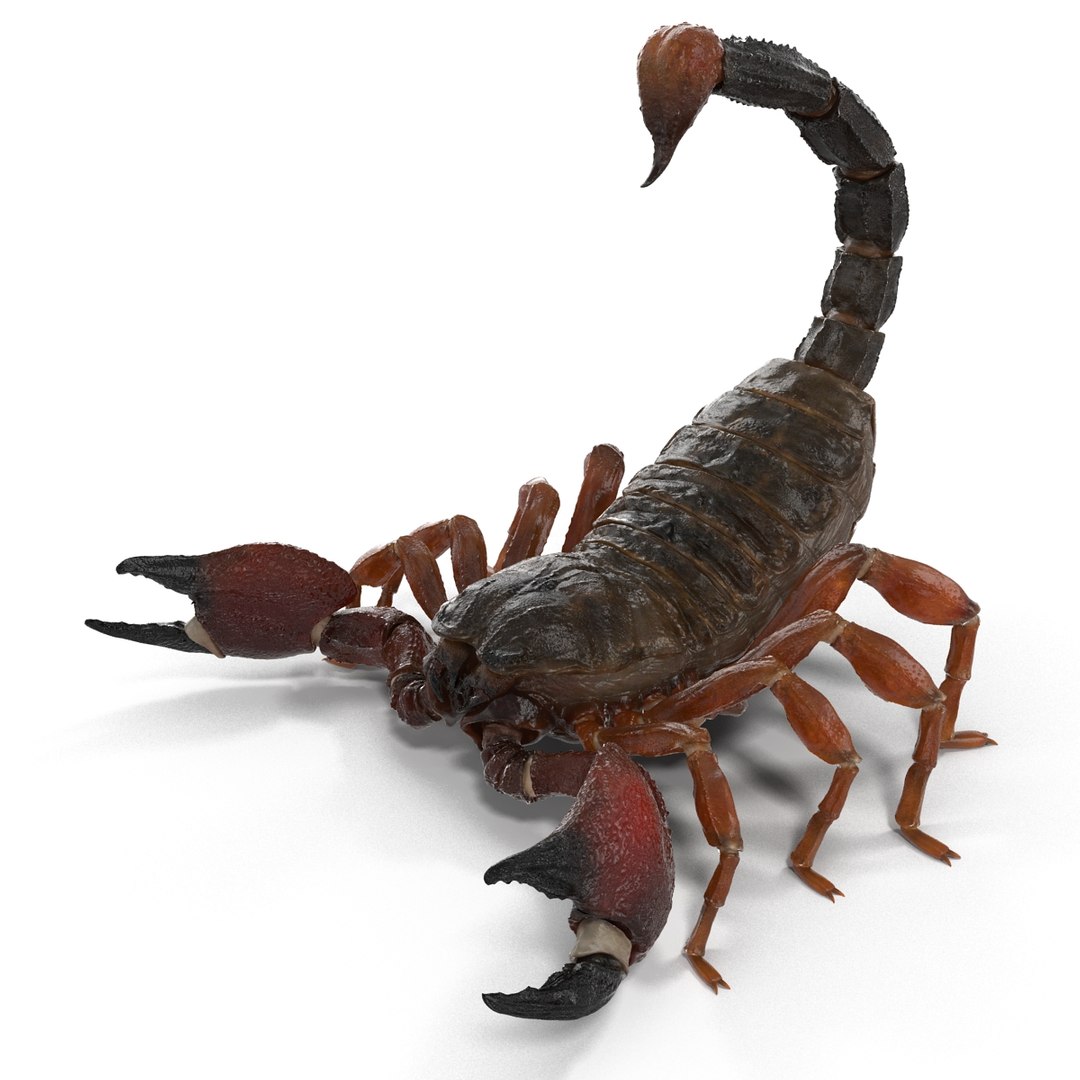 3d model scorpion rigged https://p.turbosquid.com/ts-thumb/xg/MTfmhh/dmob1rnA/scorpionriggedcinema4d3dmodel06/jpg/1481468708/1920x1080/fit_q87/3f1f7dc0a5e8a1b2435da5bdb3e7923d5609e575/scorpionriggedcinema4d3dmodel06.jpg