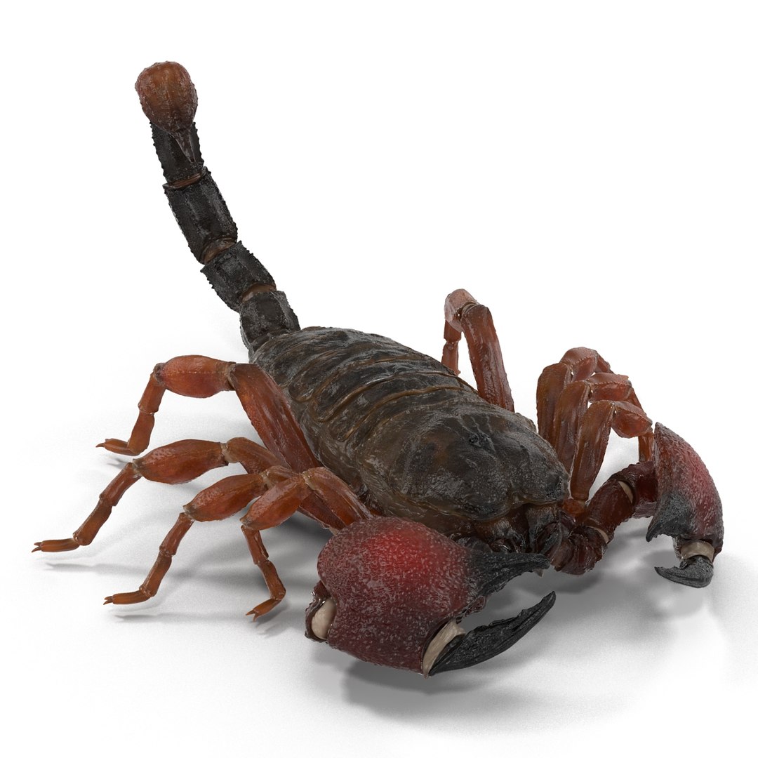 3d model scorpion rigged https://p.turbosquid.com/ts-thumb/xg/MTfmhh/l2dAqyl8/scorpionriggedcinema4d3dmodel07/jpg/1481468708/1920x1080/fit_q87/cf81dc7963902e8d29b642ee20060d2b536e5d00/scorpionriggedcinema4d3dmodel07.jpg