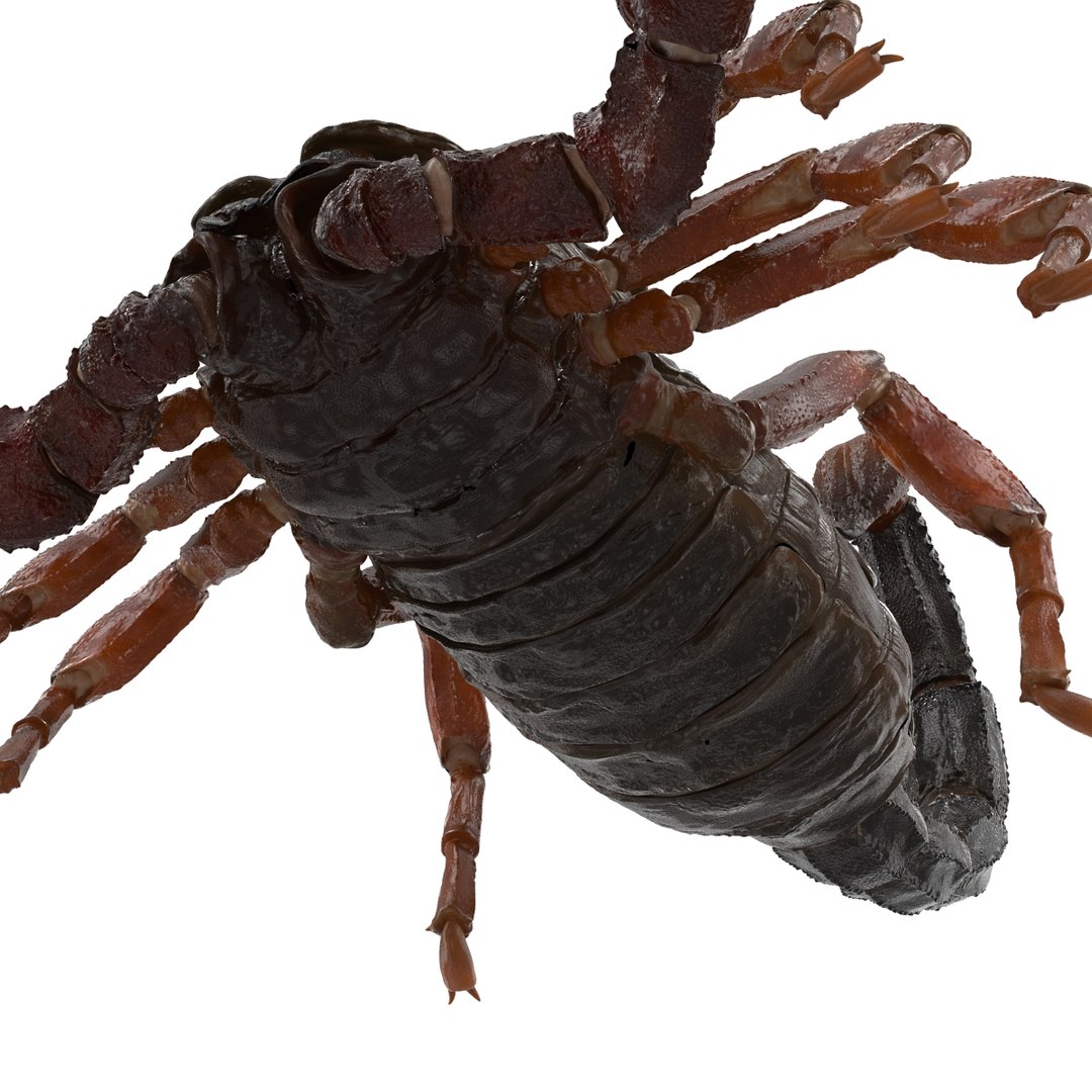3d model scorpion rigged https://p.turbosquid.com/ts-thumb/xg/MTfmhh/pTZoDcne/scorpionriggedcinema4d3dmodel21/jpg/1481468709/1920x1080/fit_q87/122e073e295b582e8f68ce8ad38e3301b0699ed6/scorpionriggedcinema4d3dmodel21.jpg