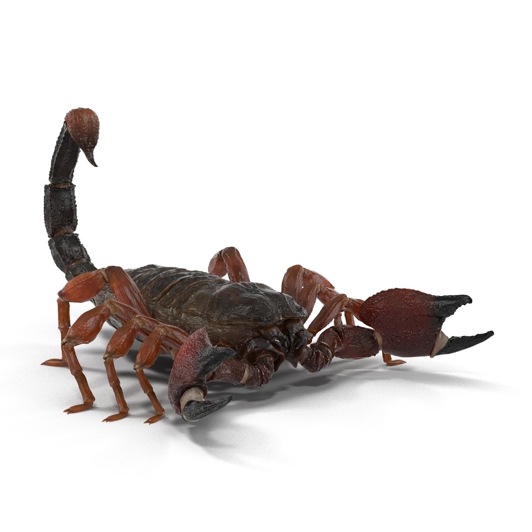 3d model scorpion rigged https://p.turbosquid.com/ts-thumb/xg/MTfmhh/t6JROSE0/scorpionriggedcinema4d3dmodel17/jpg/1481468708/1920x1080/fit_q87/c006a6d0422ba8c6a4bb9c1a512f6f9727e3ed17/scorpionriggedcinema4d3dmodel17.jpg