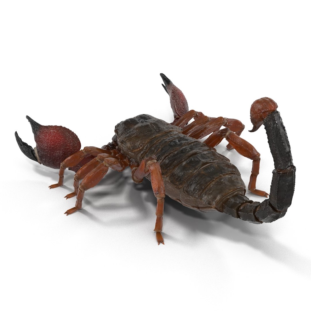 3d model scorpion rigged https://p.turbosquid.com/ts-thumb/xg/MTfmhh/vgw37Zbh/scorpionriggedcinema4d3dmodel11/jpg/1481468708/1920x1080/fit_q87/d73e0f625497e54c9f65003860c04016c79a00e5/scorpionriggedcinema4d3dmodel11.jpg