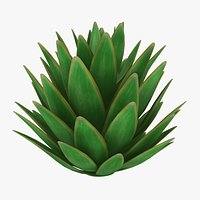 Blue Glow Agave