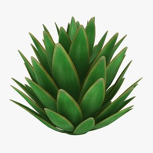 Blue Glow Agave
