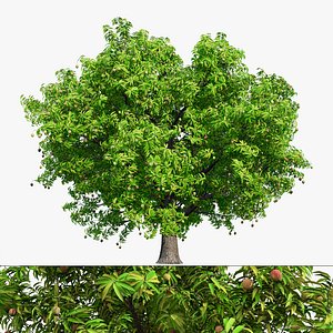 Realistic Mango Tree Asset
